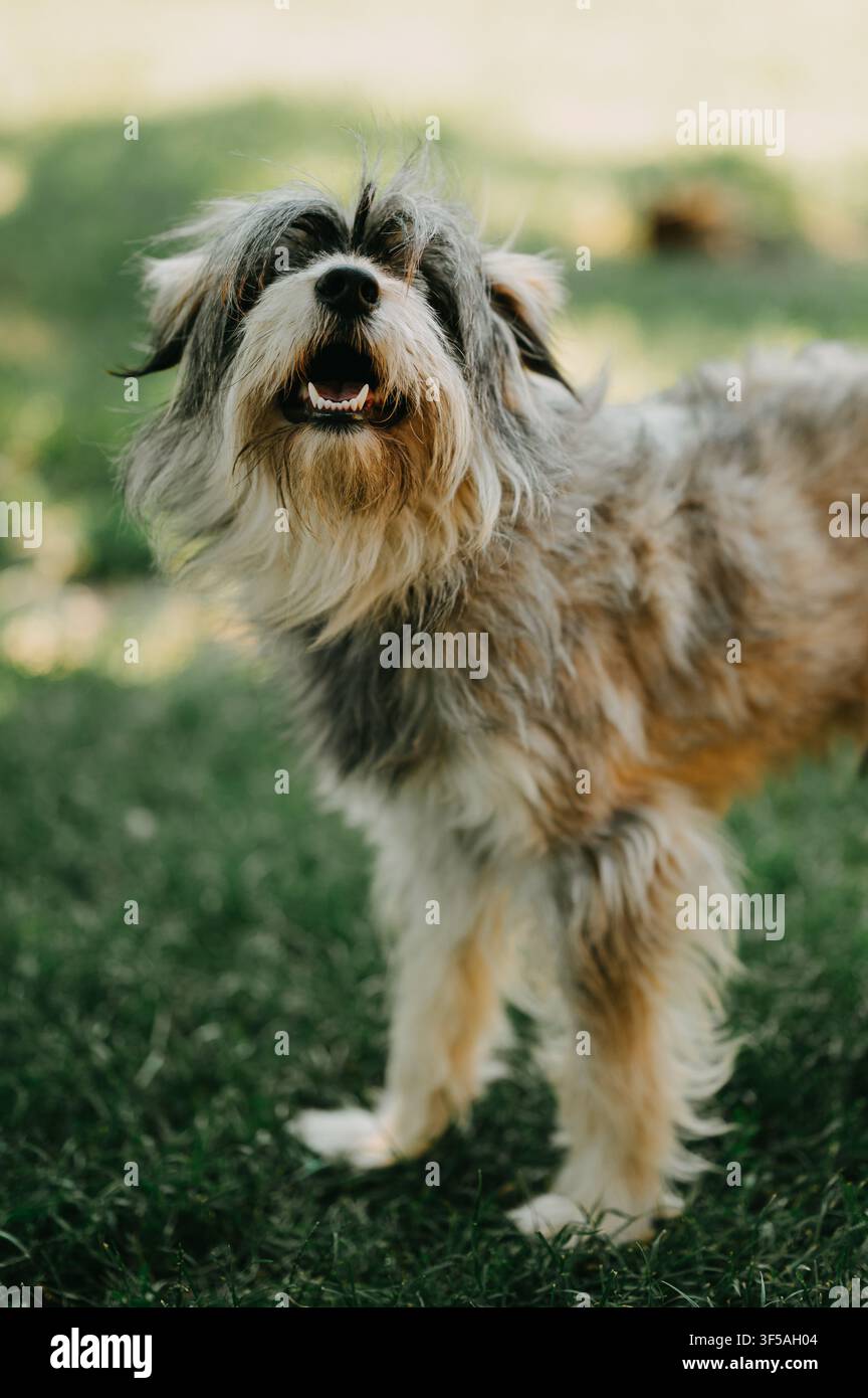Cane a pelo lungo e arruffato in piedi sull'erba con espressione curiosa e attenta e bocca aperta nella morbida luce naturale all'aperto Foto Stock