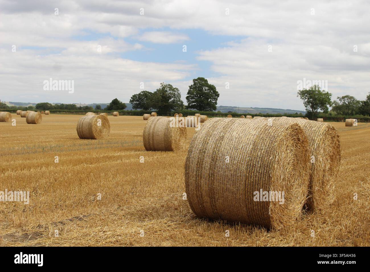 Balloni di fieno cilindrici in attesa di raccolta in un campo inglese sotto un cielo parzialmente azzurro Foto Stock