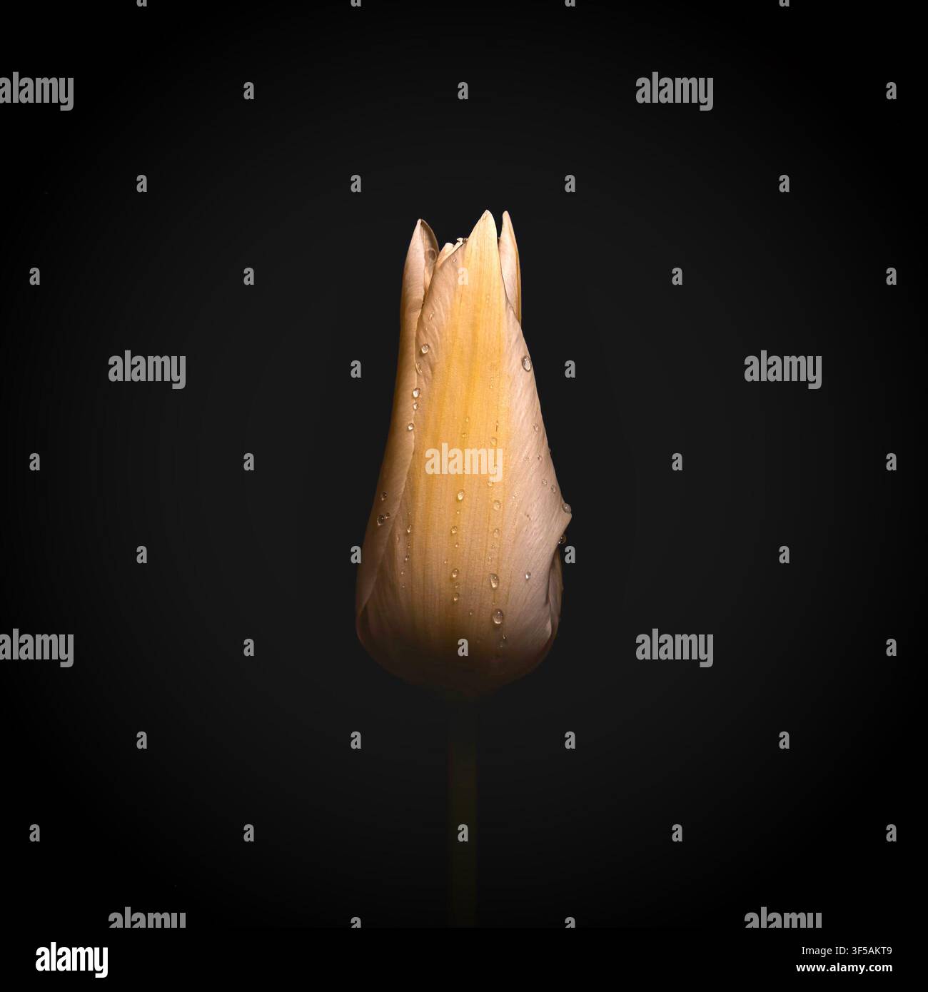 Bucco (Tulipo) Foto Stock