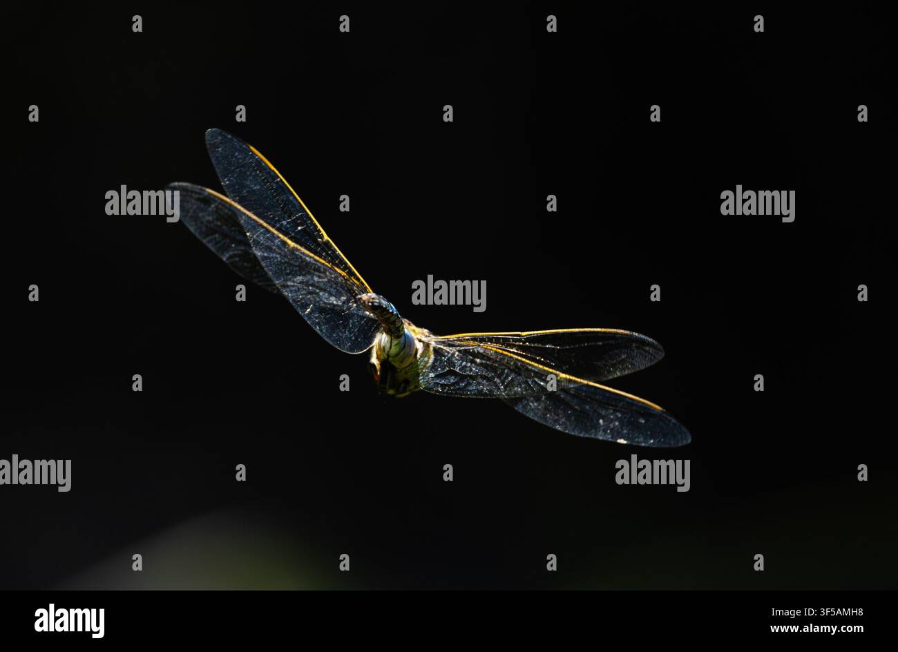 Libellula a quattro macchie in volo a picchiata contro uno sfondo nero nel Tirolo Foto Stock
