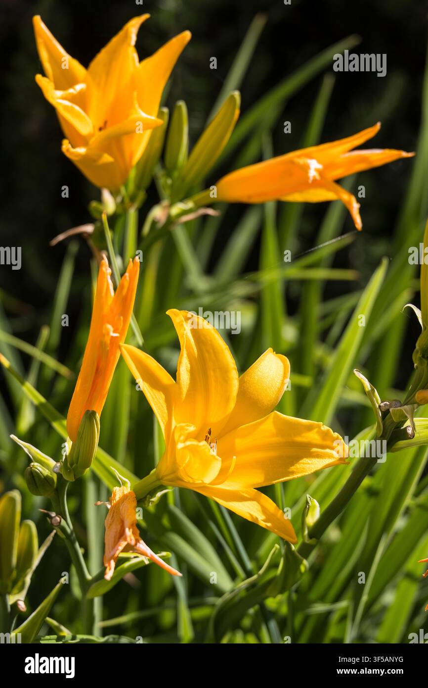 Pianta Hemerocallis, nota come eliotropo Foto Stock