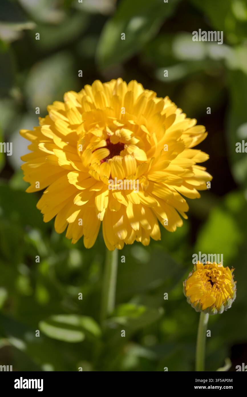 Fiori di calendula gialli Foto Stock