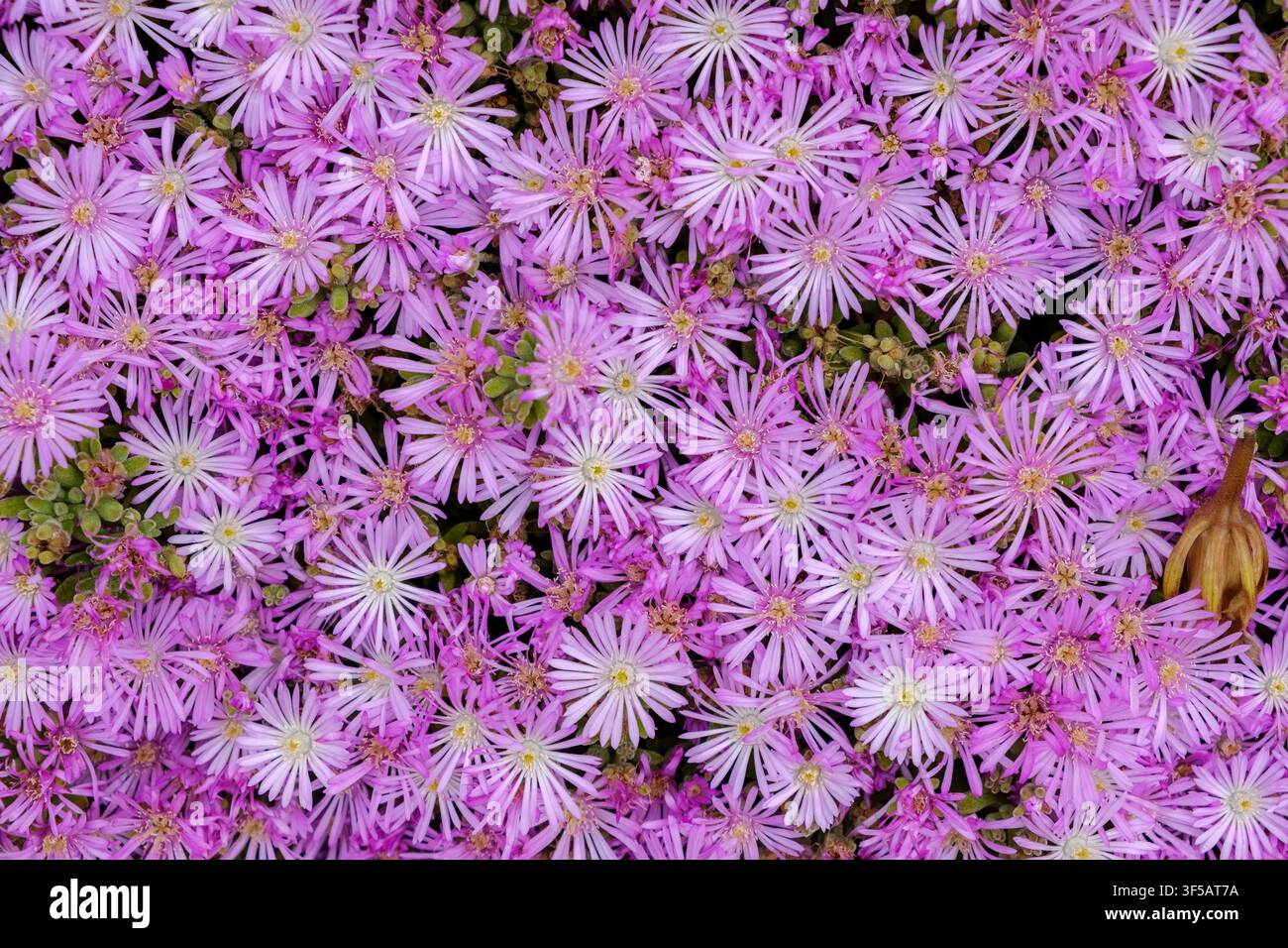 Fiori rosa a forma di faccia di maiale che coprono il terreno con un fitto tappeto floreale Foto Stock