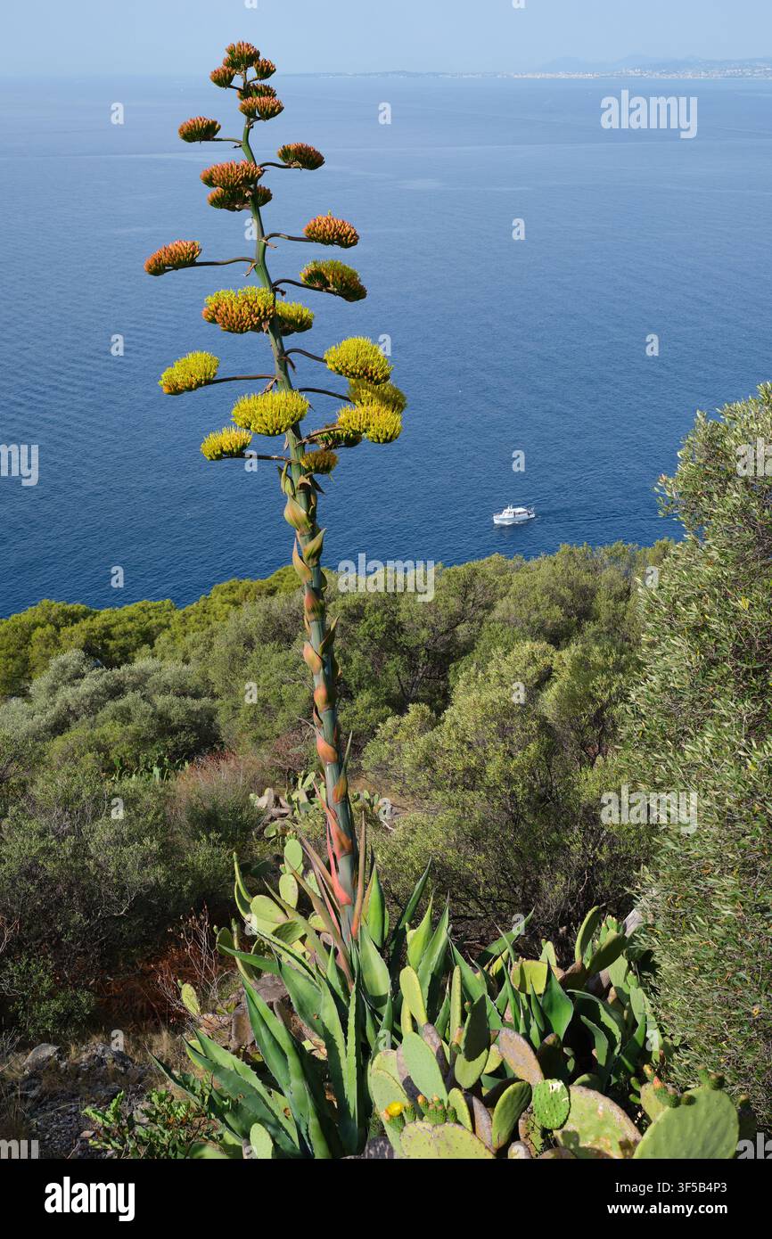 Pianta del secolo su una collina che si affaccia sul Mediterraneo sulla costa della Costa Azzurra. Nizza, Alpes-Maritimes, Francia. Foto Stock