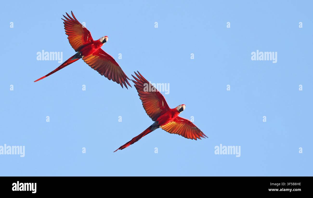 Coppia di pappagalli scarlet in volo (Ara macao), uccello del Brasile Foto Stock