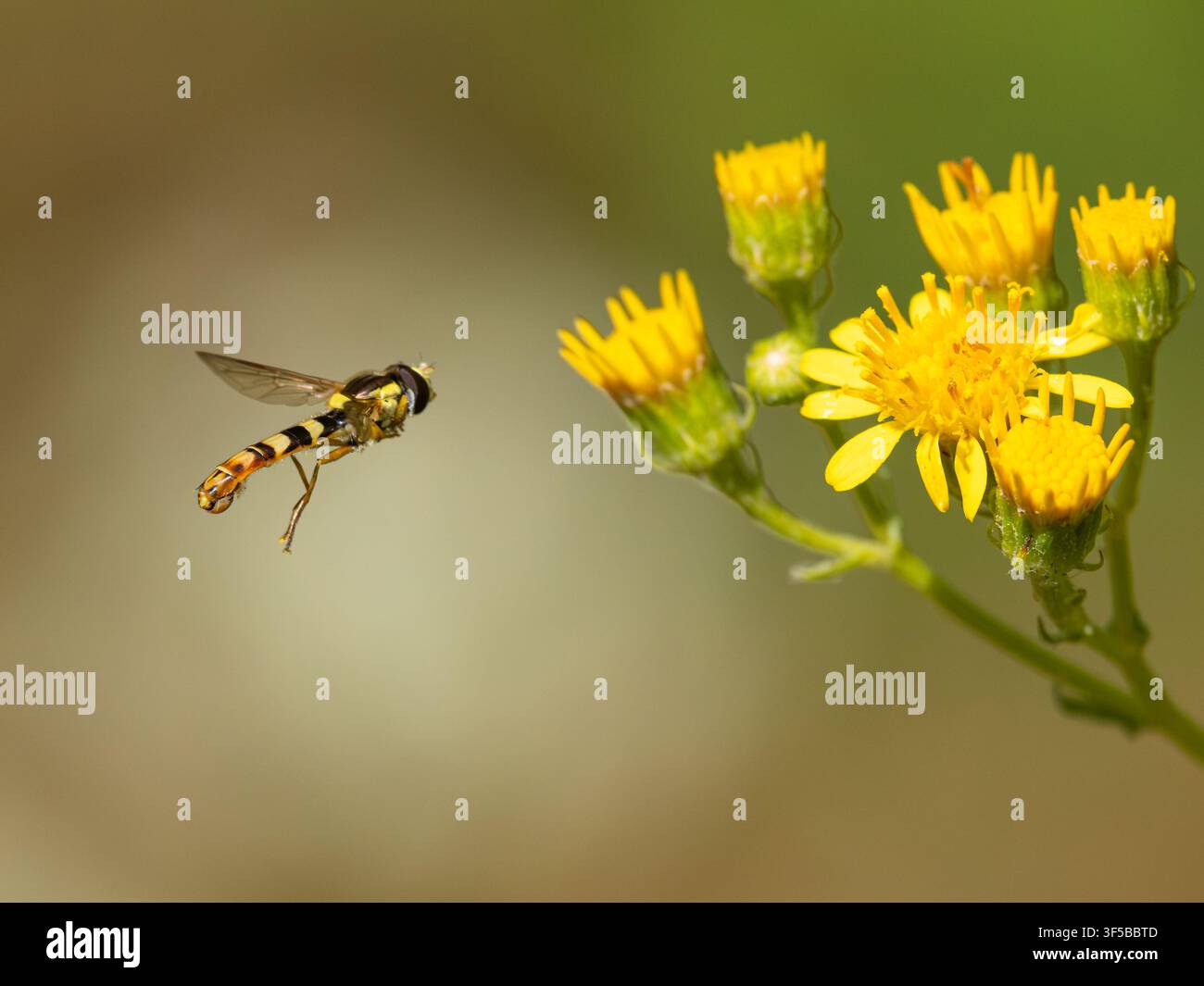 Mosca hover lunga (Sphaerophoria scripta) che volteggia avvicinandosi ai fiori selvatici di senecio per nutrirsi, estate, Inghilterra, Regno Unito Foto Stock