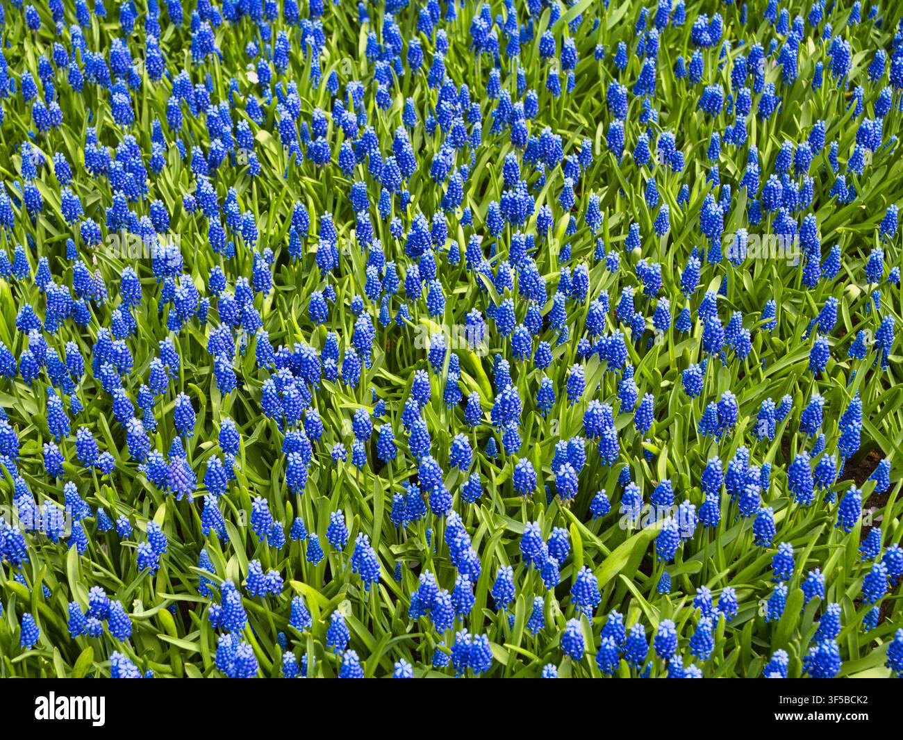 Vivaci giacinti di uva blu ricoprono i campi di bulbi olandesi nei Paesi Bassi con una vegetazione verde fresca Foto Stock