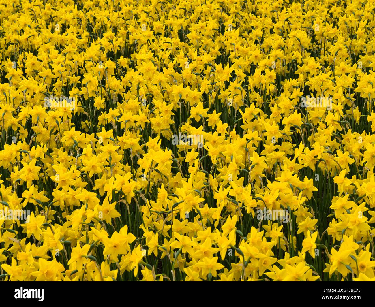 Un campo fitto di giunchiglie giallo brillante fiorisce attraverso i campi di bulbi olandesi nei Paesi Bassi creando uno sfondo floreale primaverile allegro Foto Stock