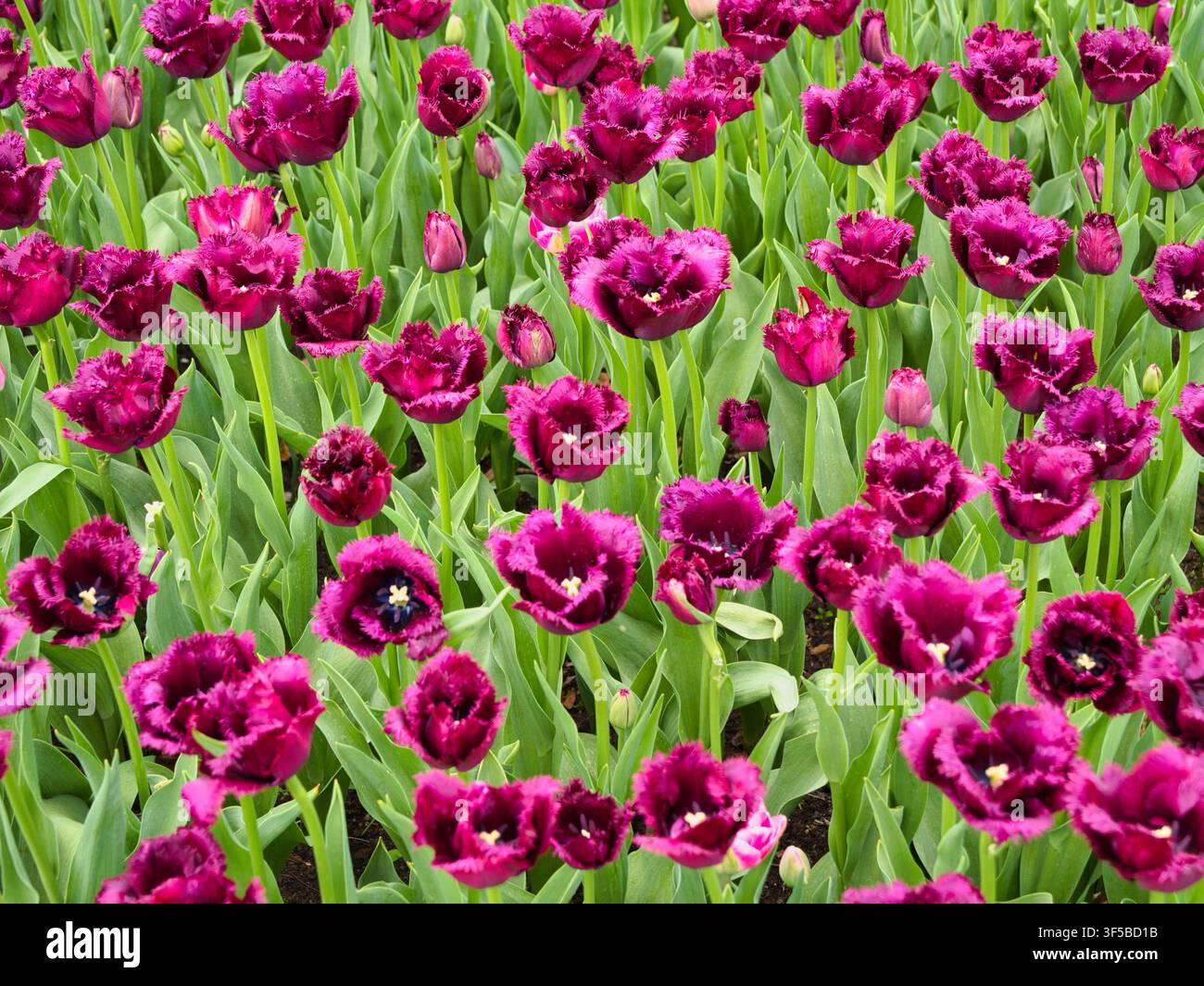 Ricche tulipani violacciocca sfrangiati fioriscono in un campo di bulbi olandese nei Paesi Bassi creando uno sfondo floreale primaverile vivace Foto Stock