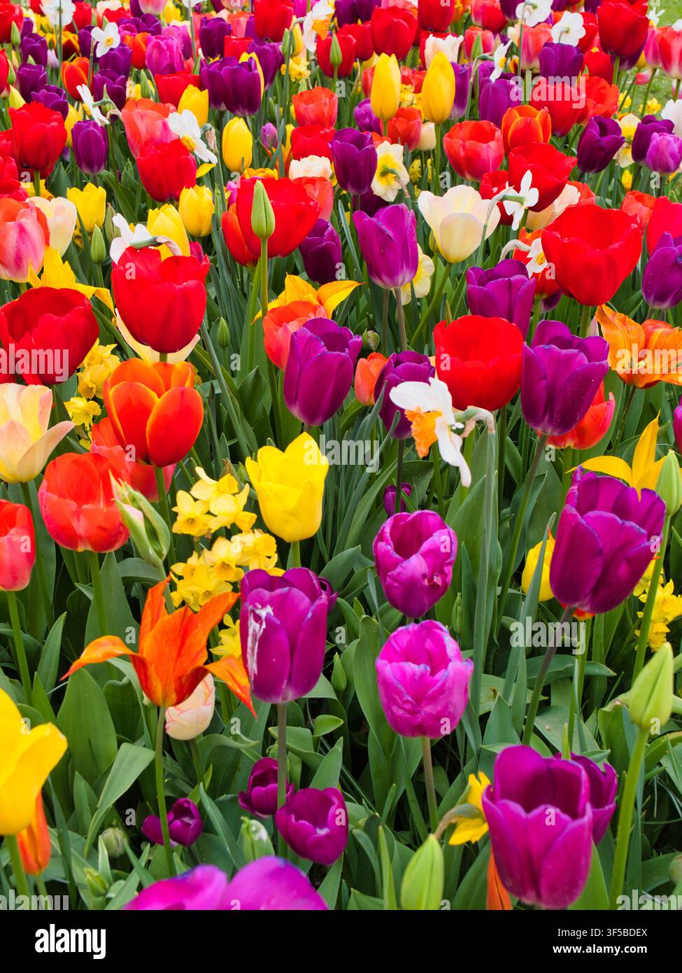 Tulipi rosso acceso, gialli, viola e bianchi creano una vivace esposizione floreale primaverile nei campi di bulbi olandesi nei Paesi Bassi Foto Stock