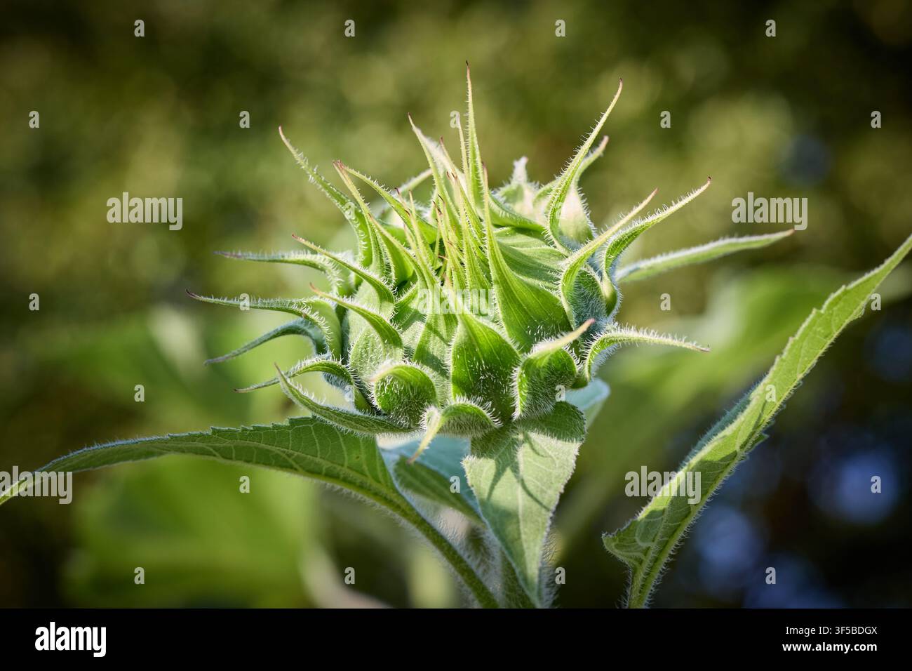 Prima di fioritura, primo piano di un bocciolo di girasole verde all'aperto Foto Stock