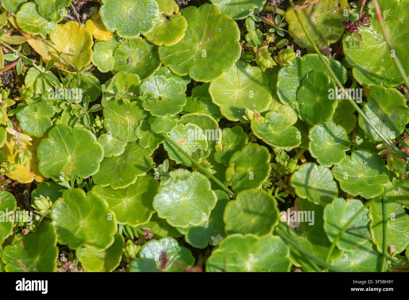 Foglie di idrocotile comune (Hydrocotyle vulgaris), una piccola pianta acquatica perenne strisciante, pianta nativa di stagni in Inghilterra, UK Foto Stock