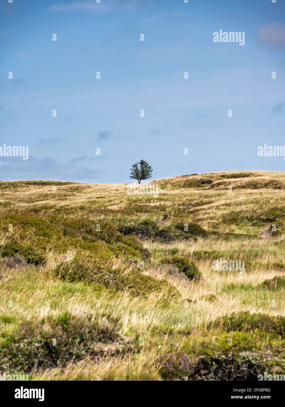 Un albero solitario, sferzato dal vento, si erge sull'orizzonte della brughiera erbosa ondulata lungo un sentiero escursionistico attraverso l'aspra pianura del Peak District, Inghilterra Foto Stock