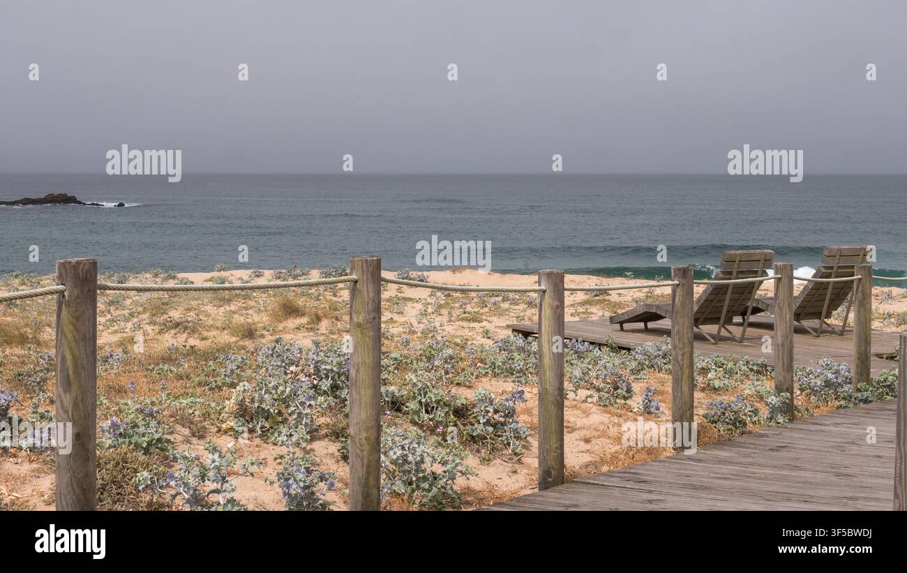 Passeggiata in legno vuota e sdraio sopra una duna di cardo marittimo (Eryngium maritimum) su una spiaggia atlantica nuvolosa del nord del Portogallo Foto Stock