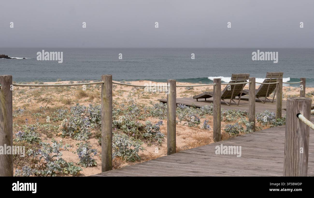 Passeggiata in legno vuota e sdraio sopra una duna di cardo marittimo (Eryngium maritimum) su una spiaggia atlantica nuvolosa del nord del Portogallo Foto Stock