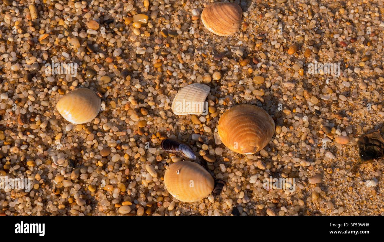 Conchiglie di cozza sparse e un frammento di cozza blu su ghiaia grossa di spiaggia ambrata nella luce calda — Concetto: Texture macro costiera, Dettaglio da raccolta sulla spiaggia Foto Stock