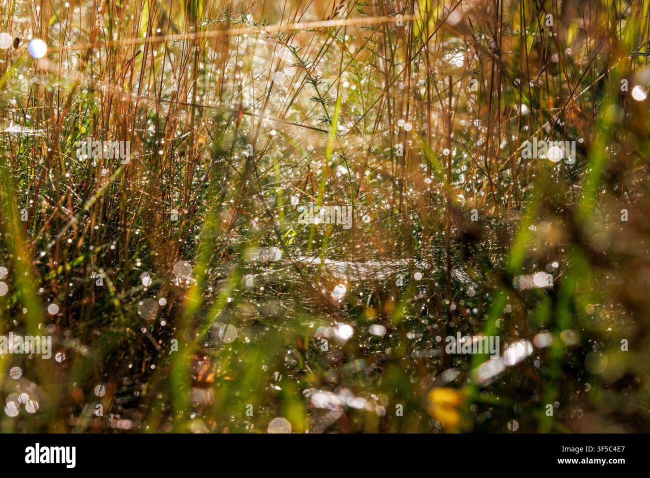 Prima piano di una sottile seta di ragno ricoperta di goccioline di rugiada e che luccica alla luce radente tra l'erba del bosco vicino a Vilniemi ad Hamina, in Finlandia. Messa a fuoco selettiva Foto Stock