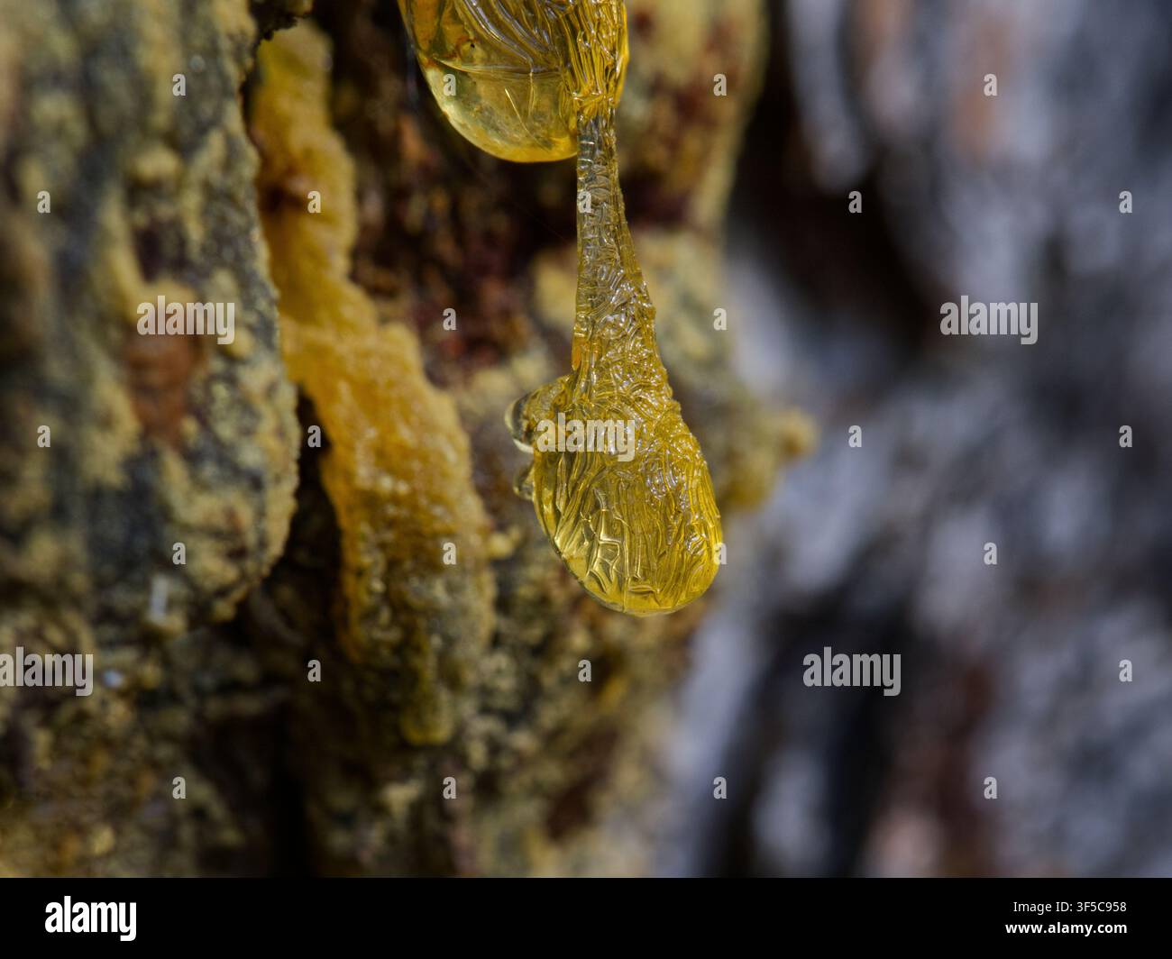 Macro di una goccia dorata di resina traslucida che cola lungo la ruvida trama della corteccia di pino Foto Stock