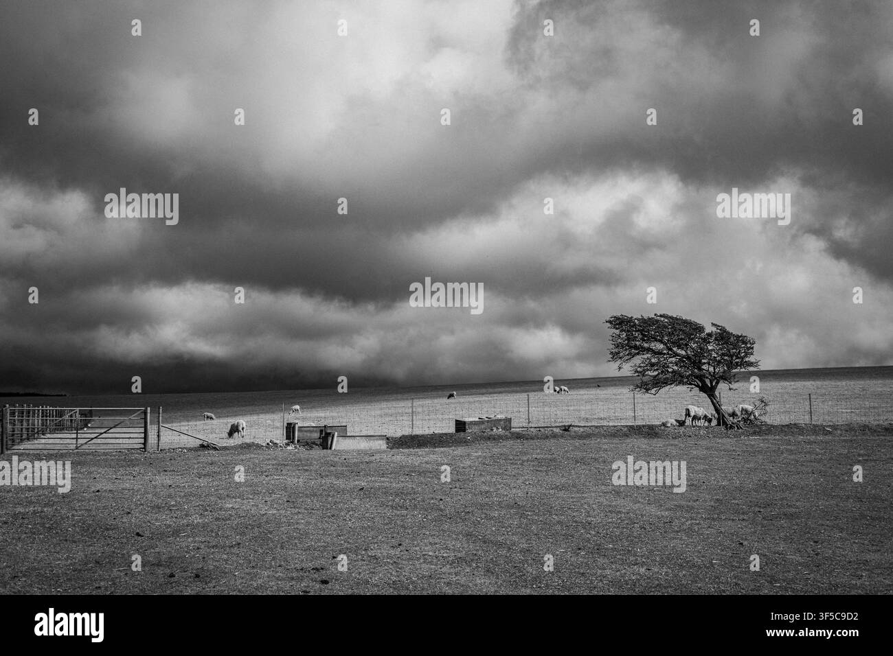 Albero solitario sulla costa spazzata dal vento del Dorset in estate con nuvole scure Foto Stock