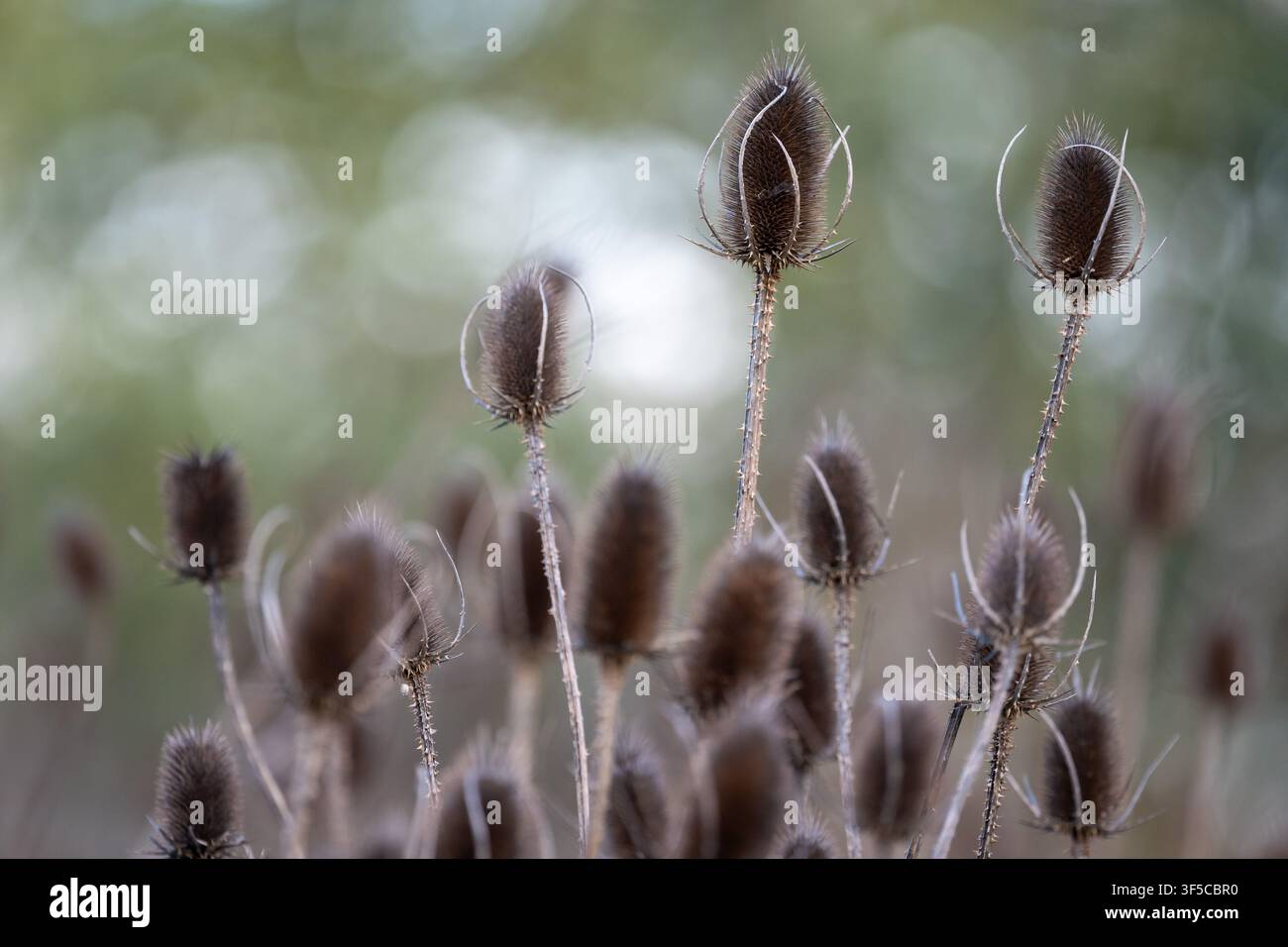 Teste di fiori secchi di teiera selvatica o di teiera più piena (Dipsacus fullonum), un esempio di arte in natura Foto Stock