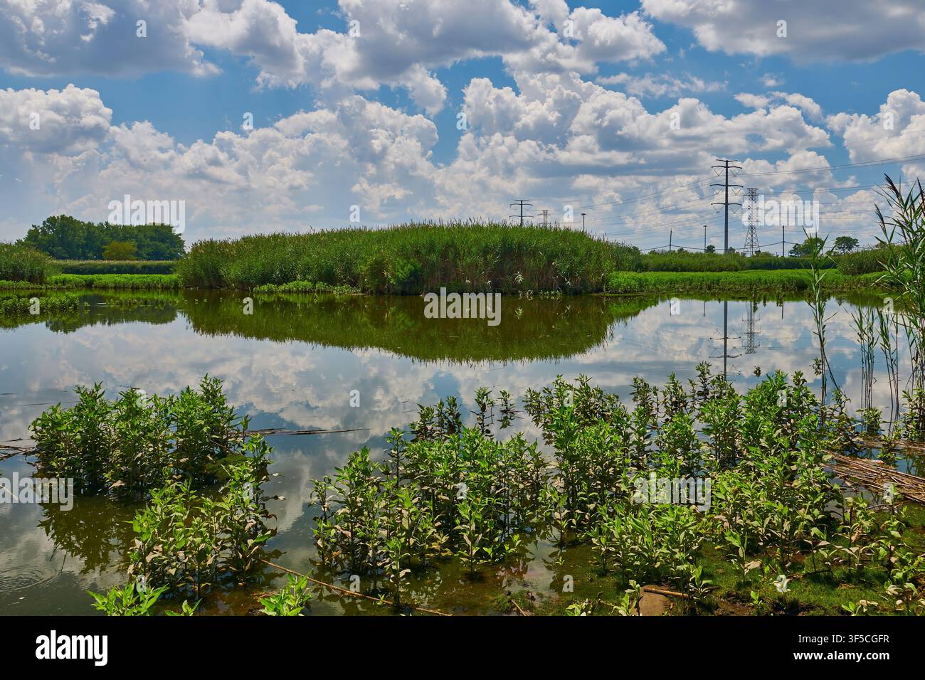 Paesaggio di una palude. Con riflessi di nuvole soffici. Foto Stock