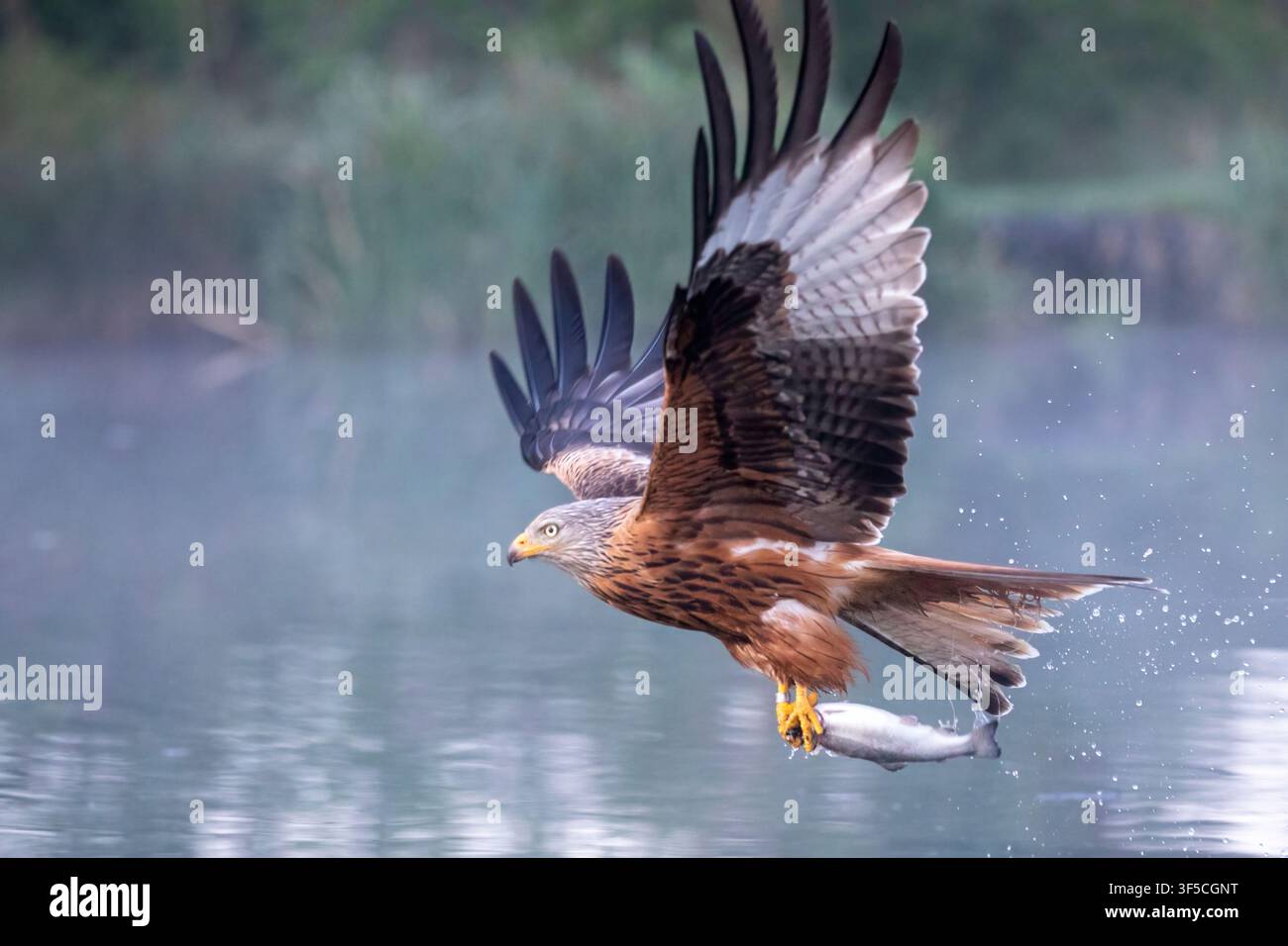 Un falco rosso, uccello rapace, che vola basso su un lago nebbioso, stringendo un pesce appena catturato con gli artigli mentre gocce d'acqua schizzano dietro di lui. Foto Stock