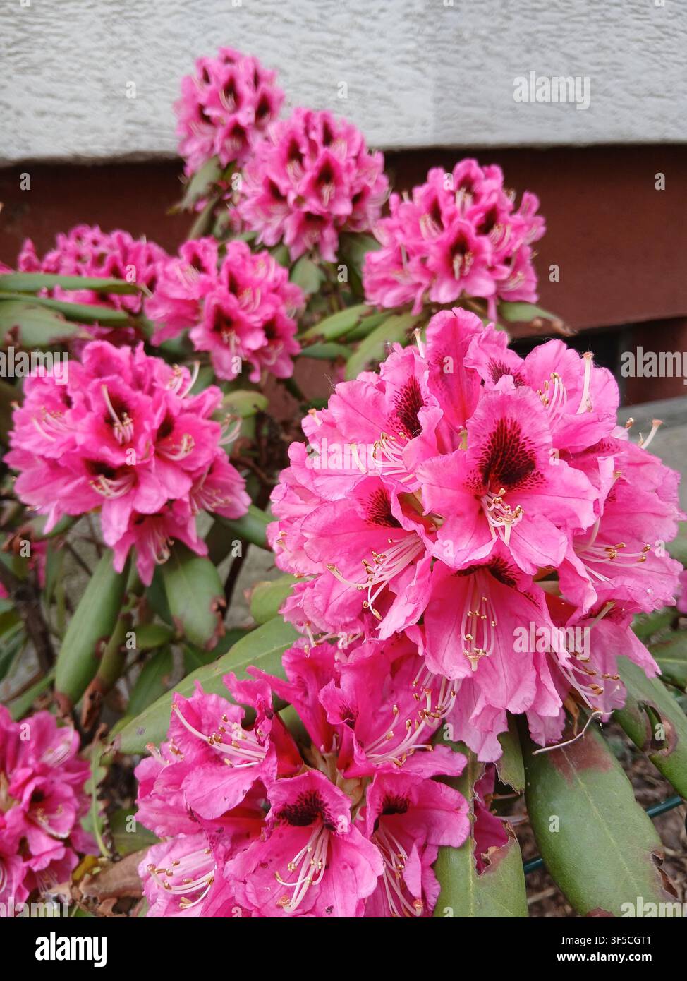 Bellissimi grappoli di fiori di rododendro rosa vivaci che sbocciano all'aperto su un cespuglio durante la primavera - Immagine stock catturata con smartphone