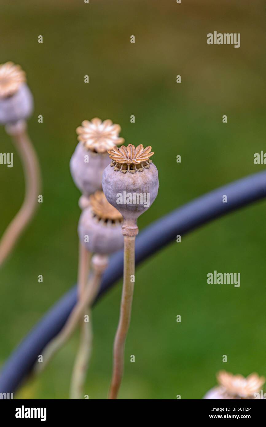 Capsule di papavero secche su steli sottili in un giardino a Coesfeld, Germania Foto Stock