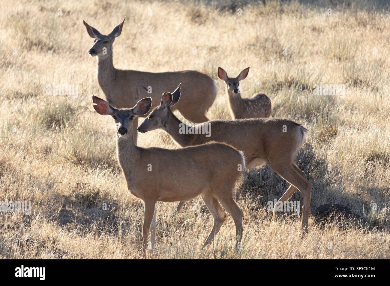 Mandria di cervi mula con un giovane cerbiatto in una prateria secca estiva nel Parco Nazionale Vulcani di Lassen, California, USA. Foto Stock