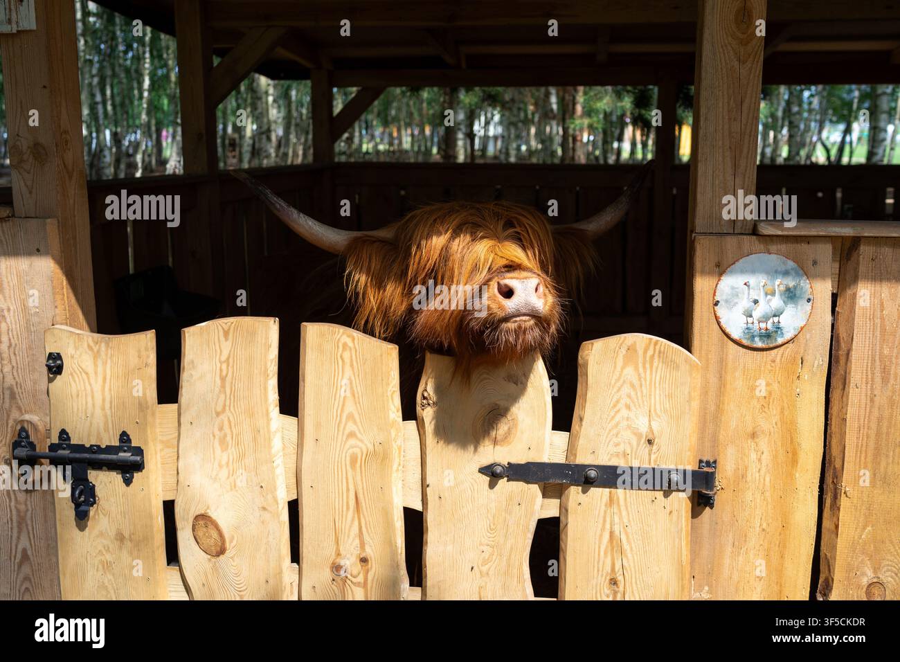 Mucca dai capelli ramati sbircia curiosa attraverso il recinto di legno. Il riparo di legno ospita questa bestia delle Highlands. La luce del sole brilla sul mantello spesso e soffice. Corna cur Foto Stock