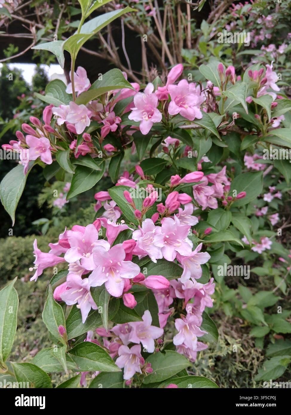 Belle fiori rosa di un cespuglio di weigelia che fiorisce all'aperto tra il fogliame verde in una giornata di primavera soleggiata - Immagine stock catturata con smartphone