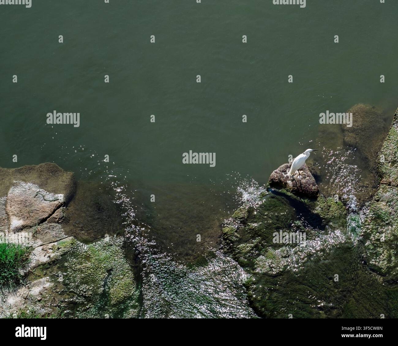 Una fotografia ad angolo alto che mostra una piccola airone bianca appollaiata su una roccia muschiosa nell'Arno a Firenze, Italia. Lo scatto cattura il contrasto tra Foto Stock