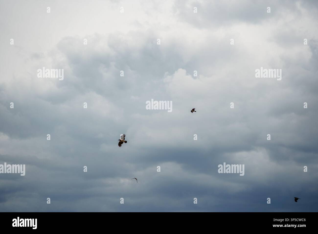 Uccelli in volo in un cielo nuvoloso cupo con un'atmosfera grigia drammatica e prospettiva grandangolare, fauna aviaria, fotografia atmosferica del tempo, libertà di volo, natura drammatica Foto Stock