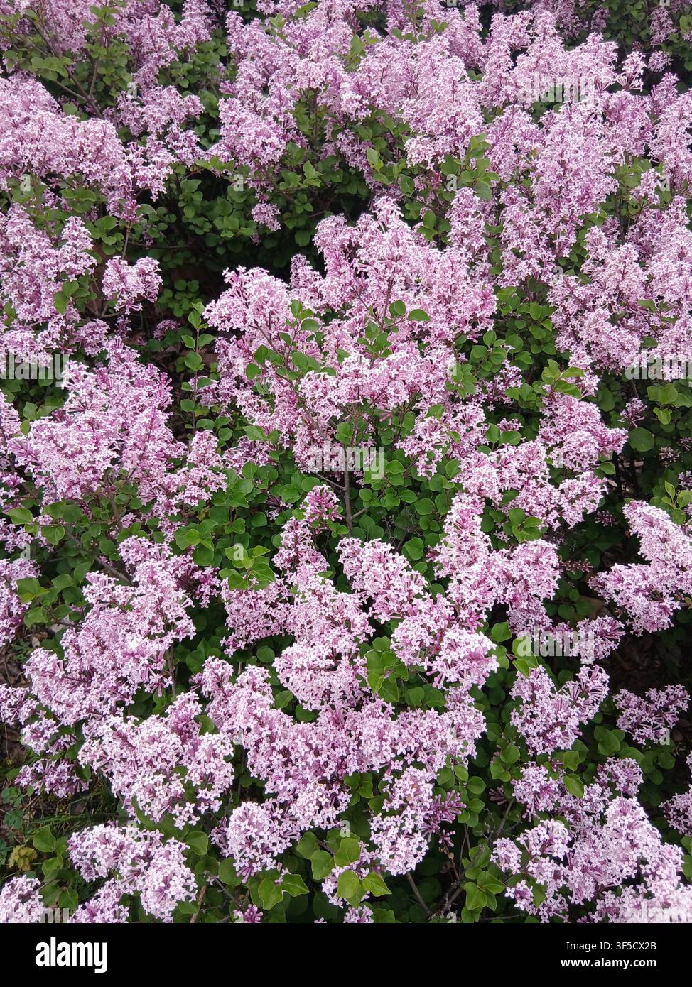 Una texture densa di piccoli fiori lilla chiaro che sbocciano sugli arbusti all'aperto in una giornata di sole - Immagine stock catturata con smartphone