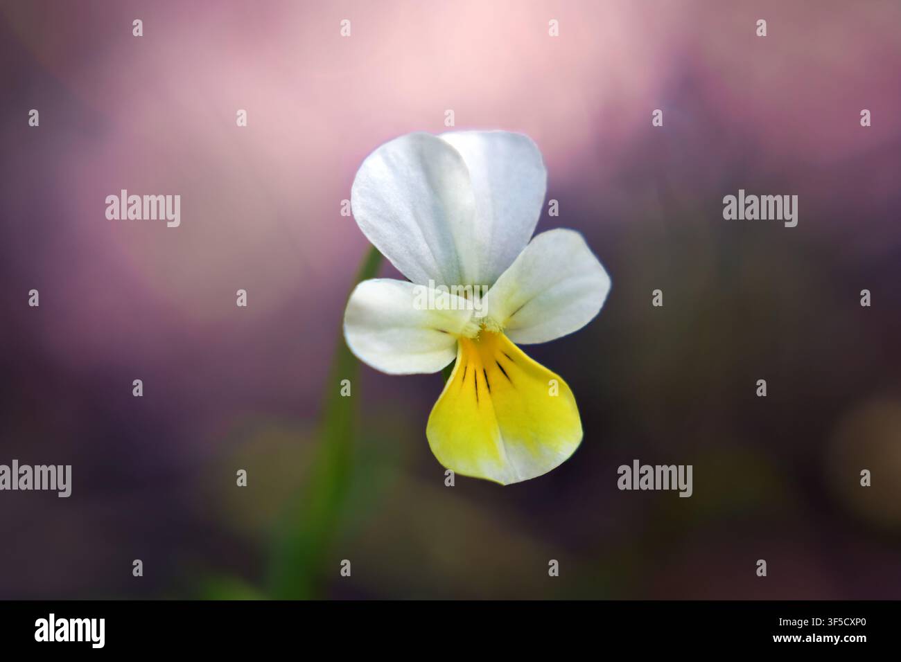 Bellissimo primo piano di fiore di violetta del campo nella luce soffusa e sfocata Foto Stock