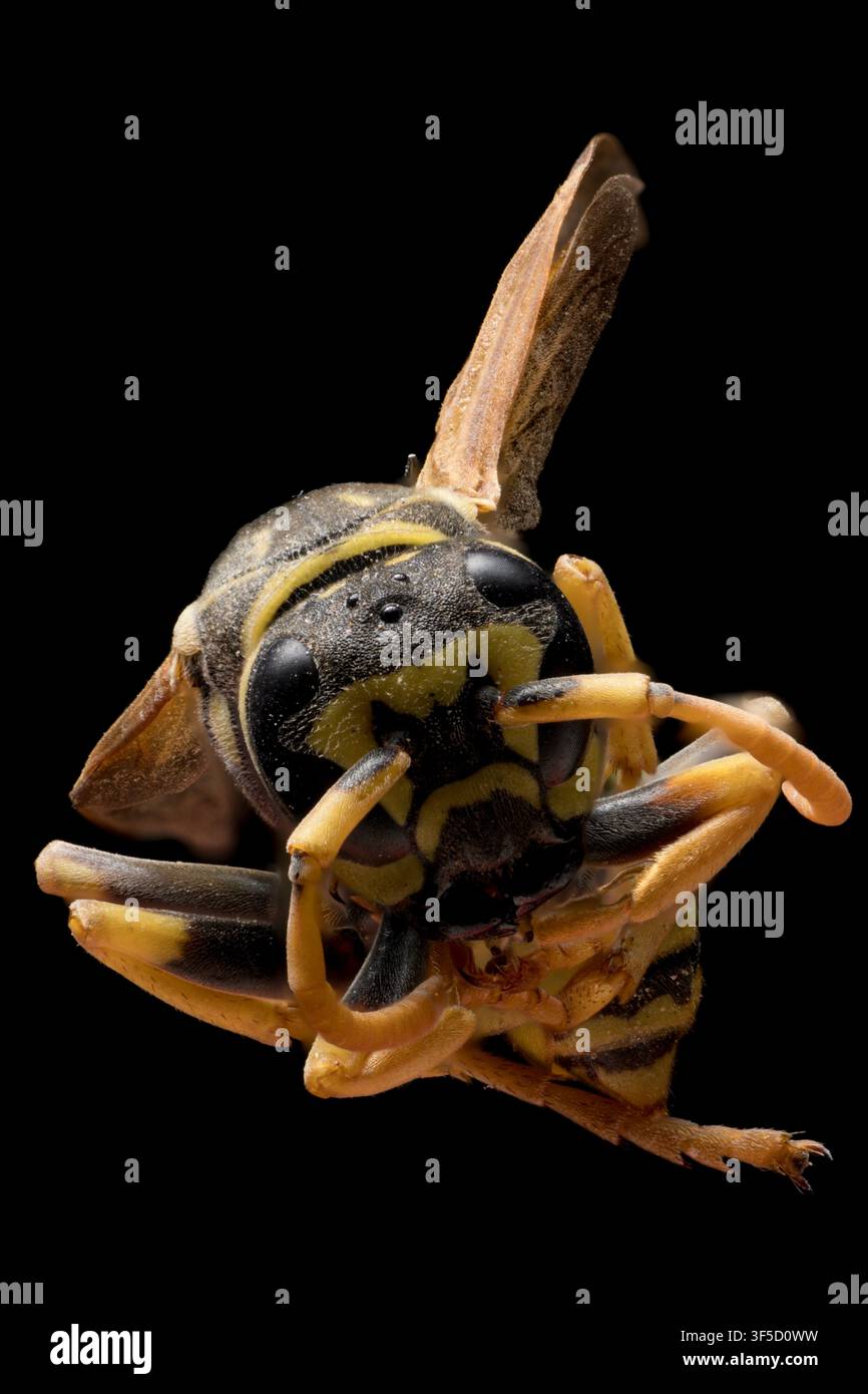 Vespa che mostra dettagli intricati della testa, delle zampe e delle ali su uno sfondo nero Foto Stock