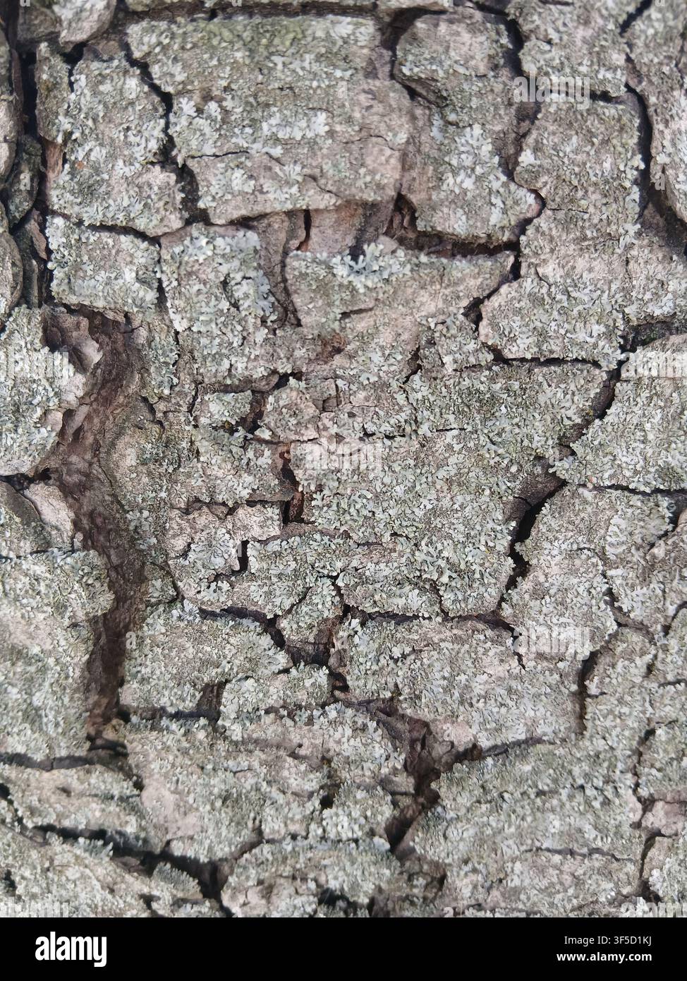 Un macroscopia dettagliata che mostra la corteccia grigia fortemente screpolata e profondamente strutturata di un vecchio albero - Immagine stock catturata con smartphone