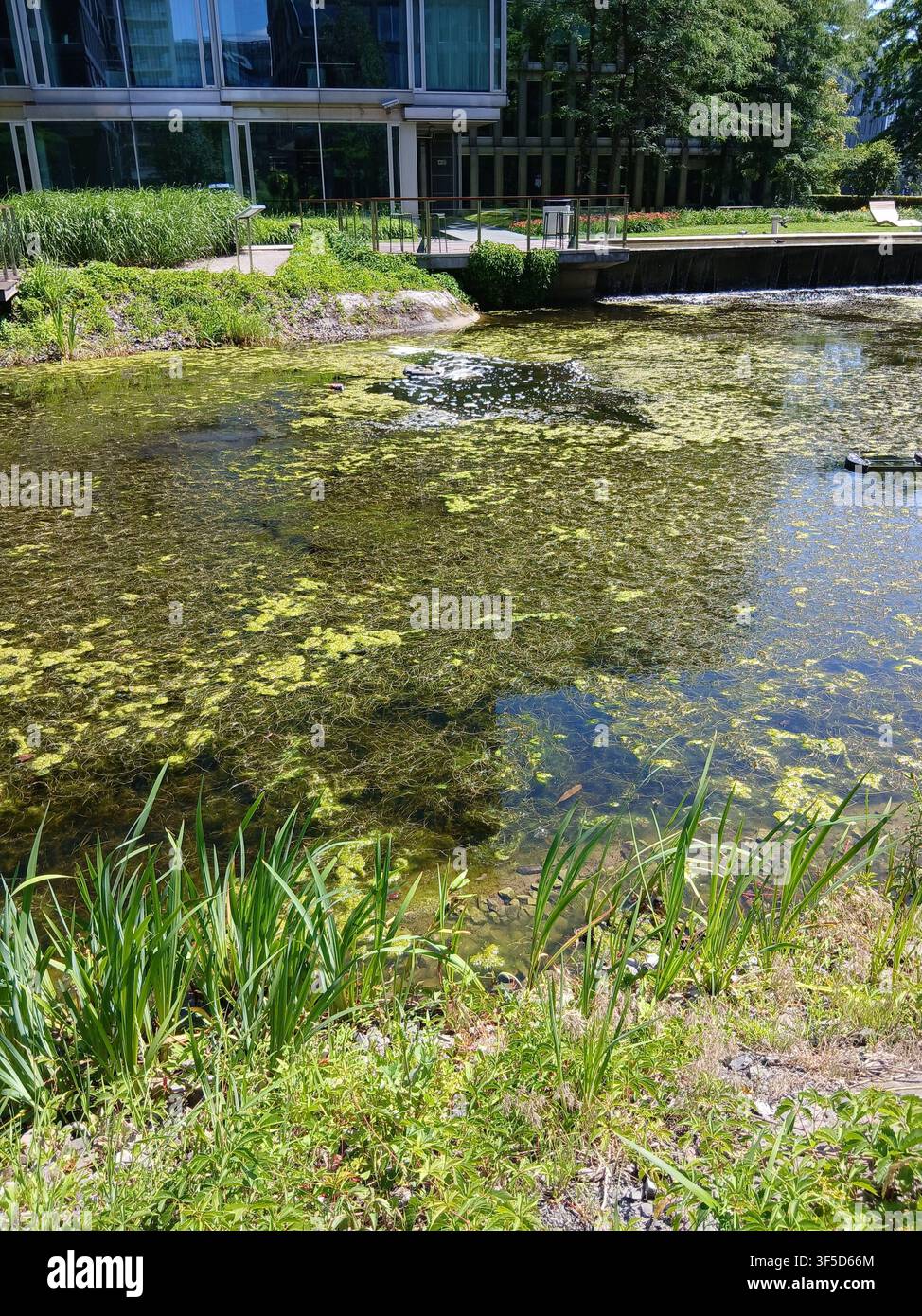 Piccolo stagno urbano coperto di lenticchie d'acqua verdi, alghe e canne su una giornata soleggiata. Edificio cittadino e vegetazione estiva sullo sfondo. - Immagine stock catturata con smartphone
