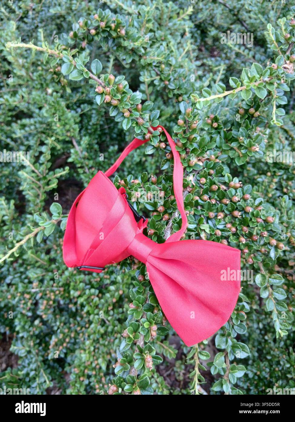 Un vivace fiocco rosa appeso ai rami di un cespuglio sempre verde nel parco, creando un contrasto creativo tra moda e natura. - Immagine stock catturata con smartphone