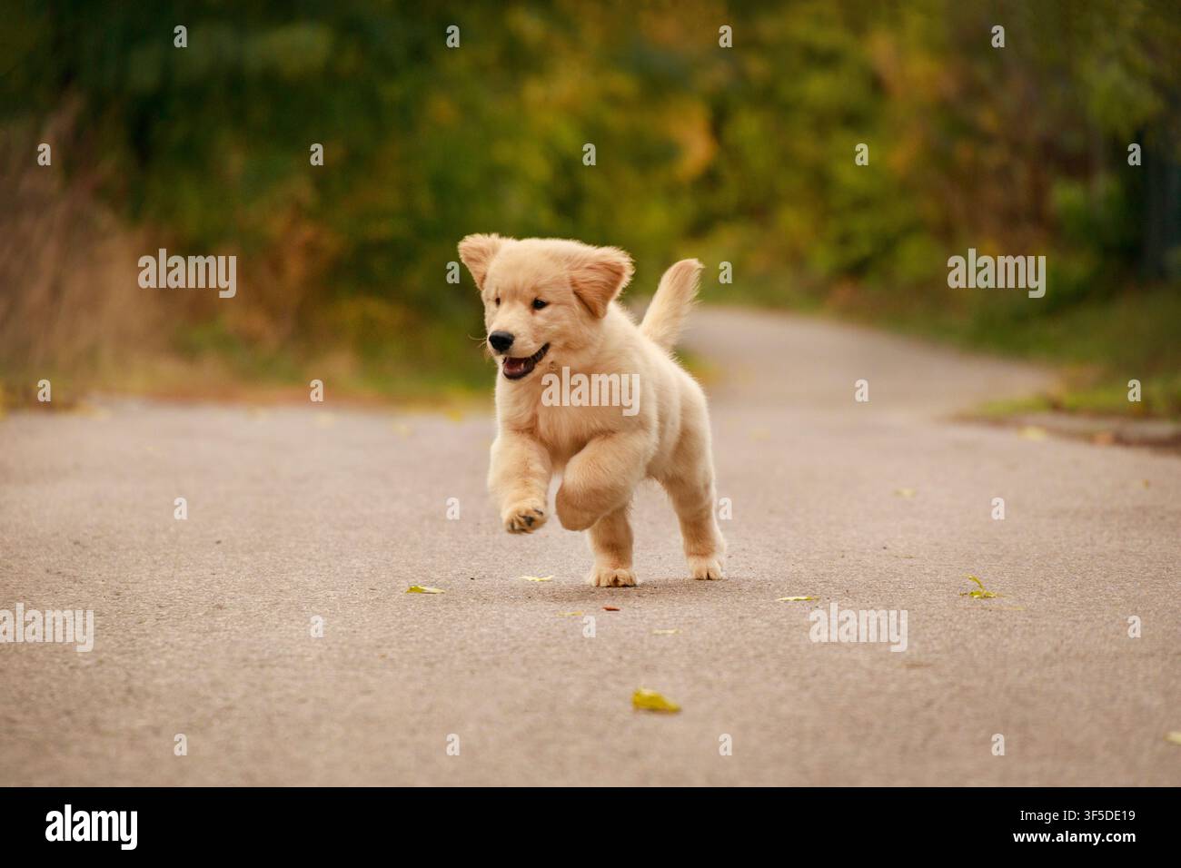 Cucciolo di Golden retriever che corre all'aperto. Foto in movimento mentre salta Foto Stock