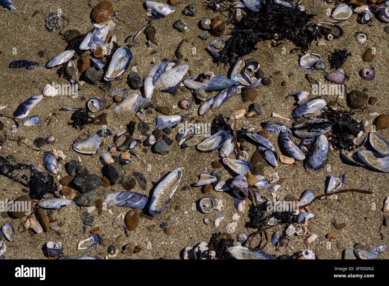 Abbondanza di conchiglie e ciottoli sparsi su una spiaggia sabbiosa Foto Stock