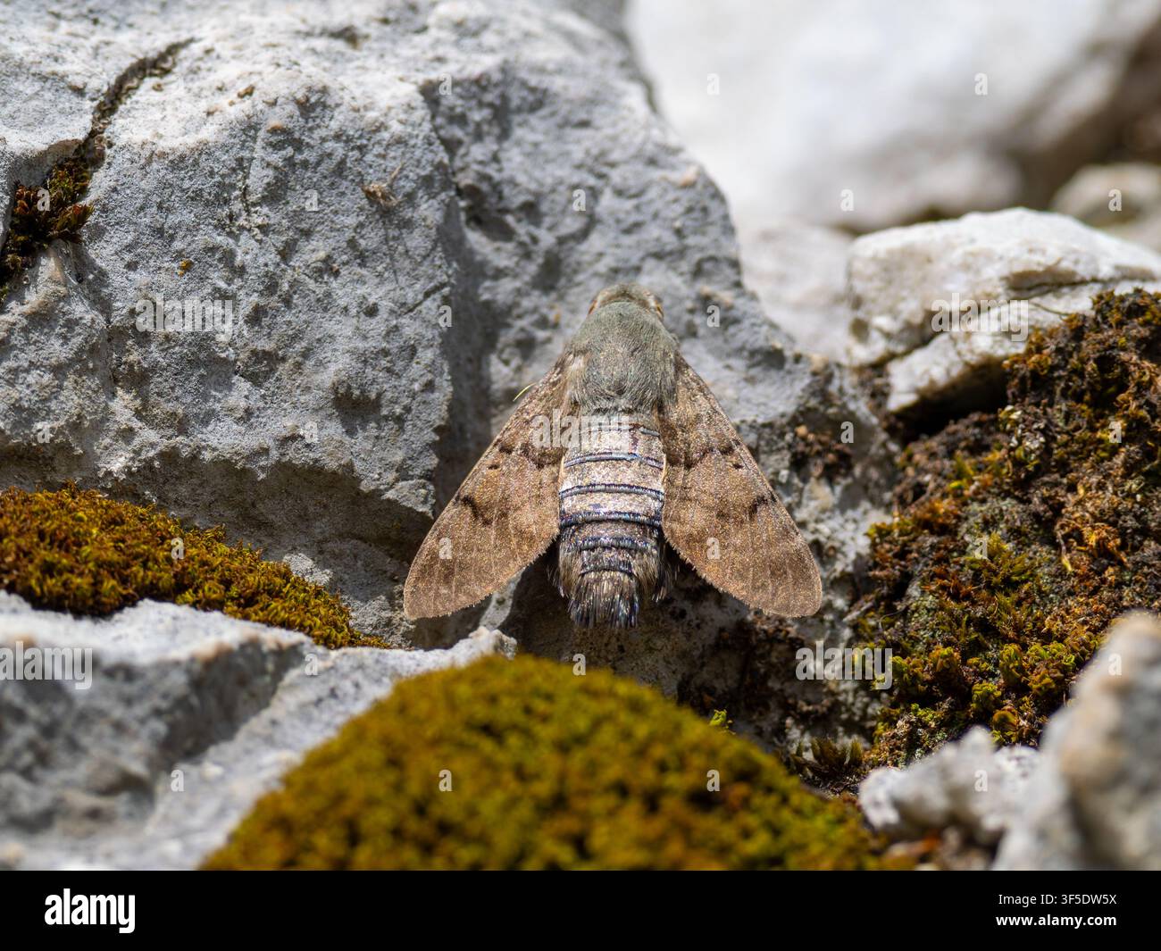Un falena colibrì appollaiata, Macroglossum stellatarum. Foto Stock