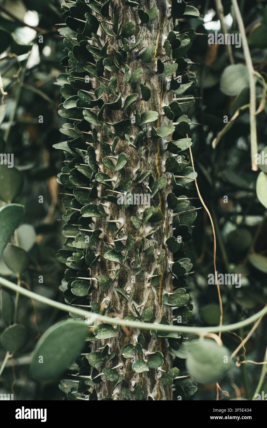 Prima piano di un tronco di Pachypodium coperto di spine affilate e piccole foglie verdi. Pianta succulenta esotica con texture botanica naturale, messa a fuoco selettiva e profondità di campo ridotta. Flora tropicale che cresce in una serra o in un giardino botanico. Foto Stock