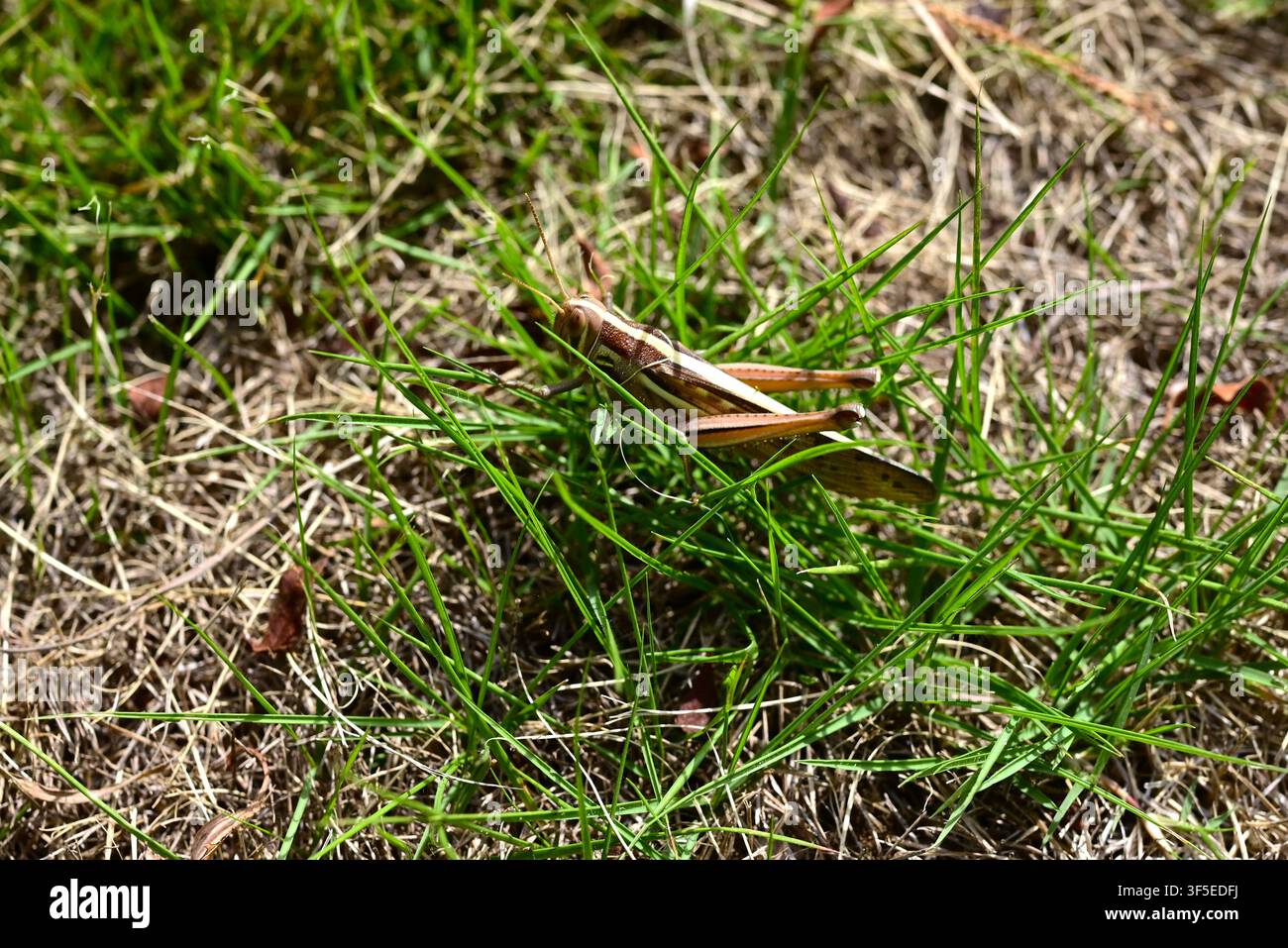 Patanga japonica (Tuchi-Inago giapponese). Orthoptera, Acrididae, Patanga. Le ninfe sono verdi, mentre gli adulti diventano marroni; si nutrono di foglie di piante. Foto Stock