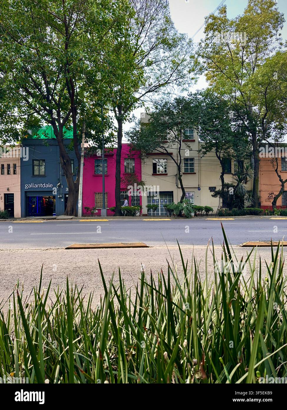 Città del Messico, CDMX, Messico – 18 febbraio 2025: Case colorate dietro la vegetazione Foto Stock