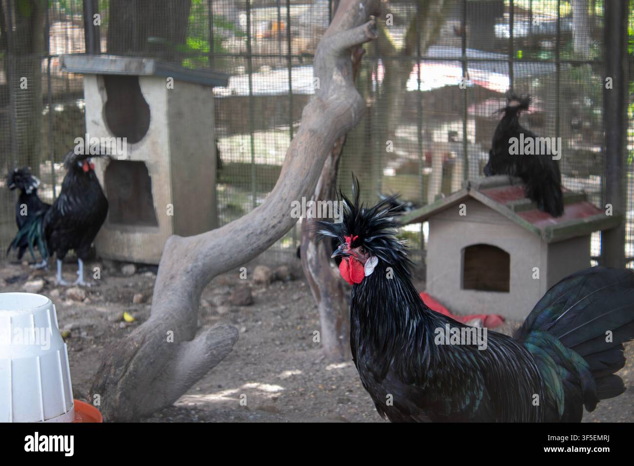 Polli neri esotici con creste uniche all'interno di un recinto di fattoria Foto Stock