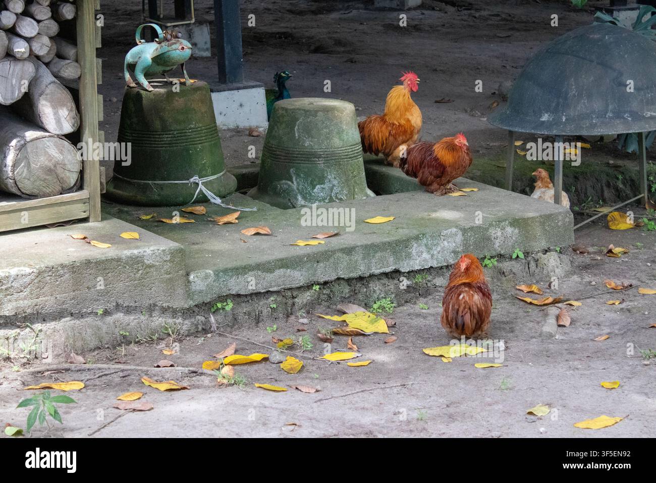 Gruppo di pollame nelle vicinanze di una fattoria rustica Foto Stock