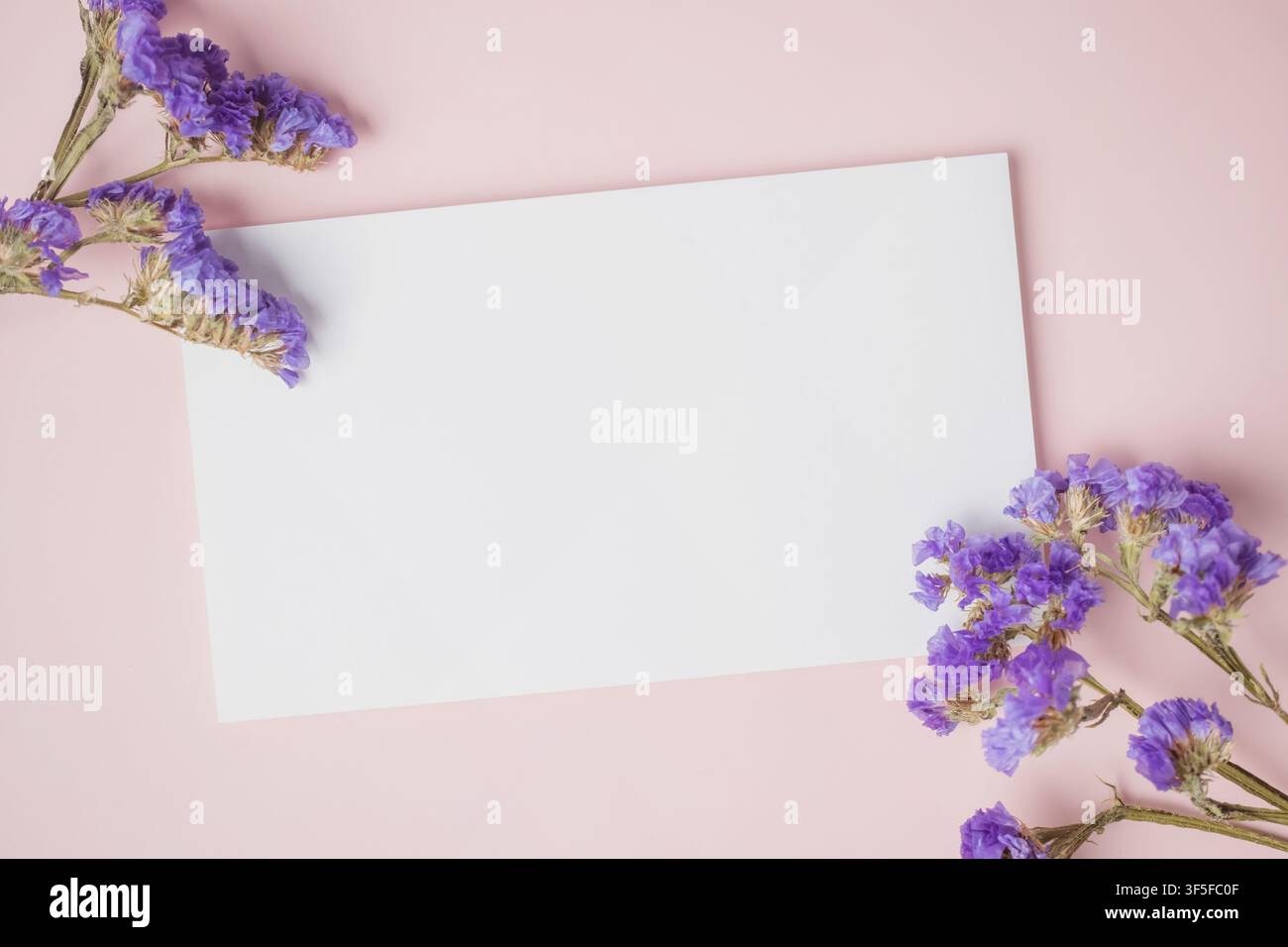 Biglietto di auguri o invito bianco vuoto con decorazione di fiori viola su sfondo rosa. Presentazione di mock up. Composizione piatta, vista dall'alto con spazio per testo. Mi Foto Stock