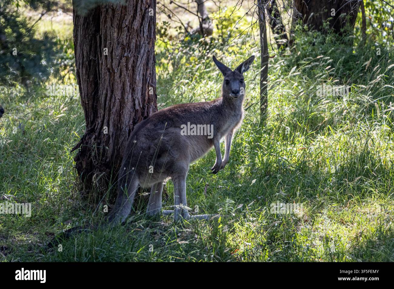 Canguro grigio orientale in atteggiamento di allerta su una prateria aperta nel Lysterfield Park, Victoria, Australia, con la luce del sole che evidenzia l'animale nel suo habitat naturale Foto Stock