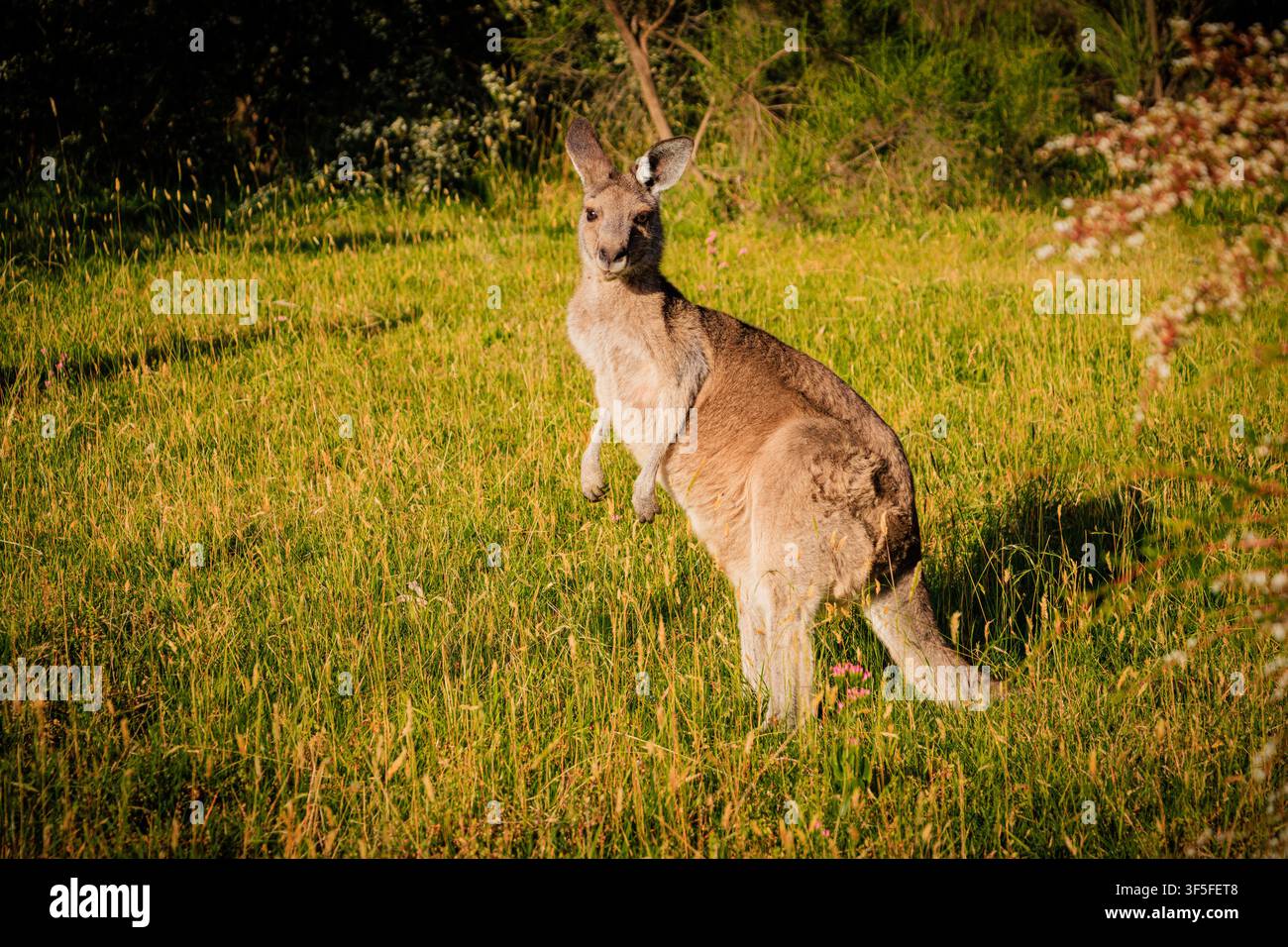 Canguro grigio orientale in atteggiamento di allerta su una prateria aperta nel Lysterfield Park, Victoria, Australia, con la luce del sole che evidenzia l'animale nel suo habitat naturale Foto Stock